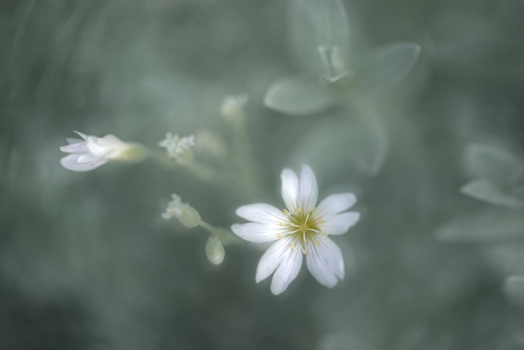  Little white flower