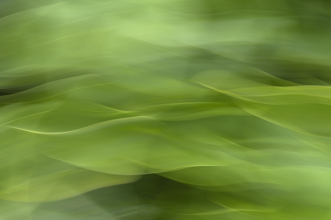 ICM of some alla leaves