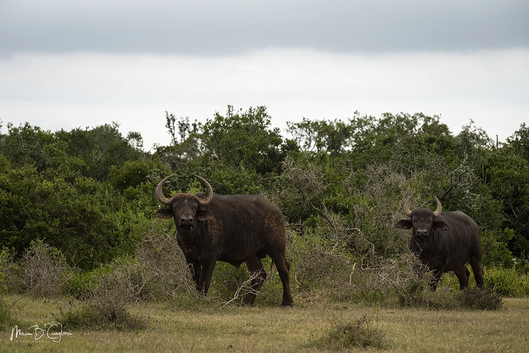 African Buffalo