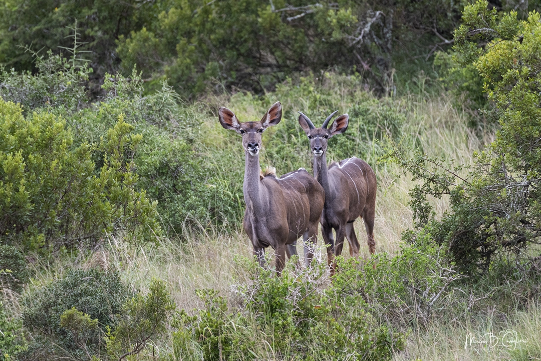 Kudu