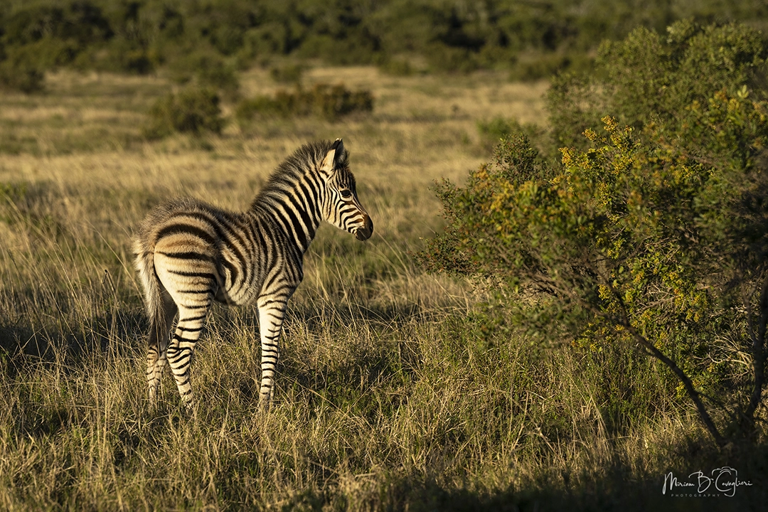 Baby Zebra