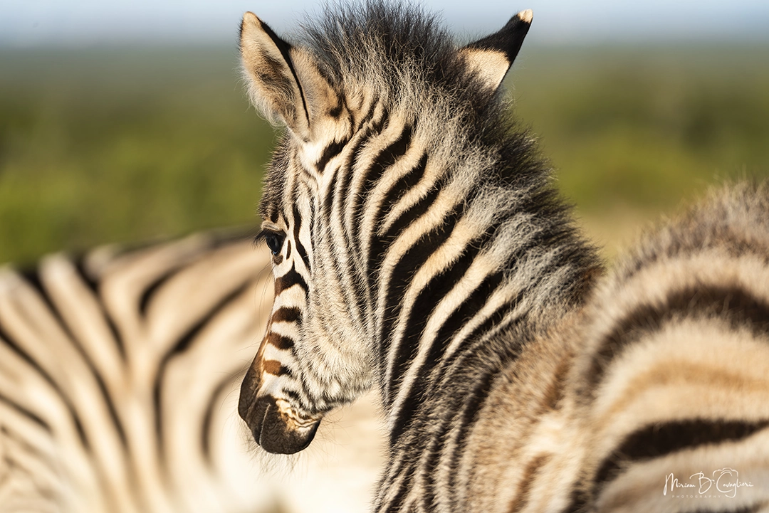 Addo Elephant National Park