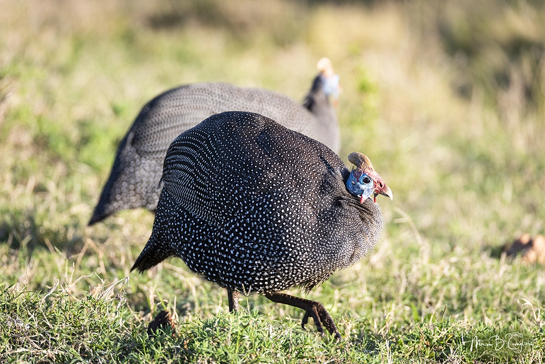 Guineafowl