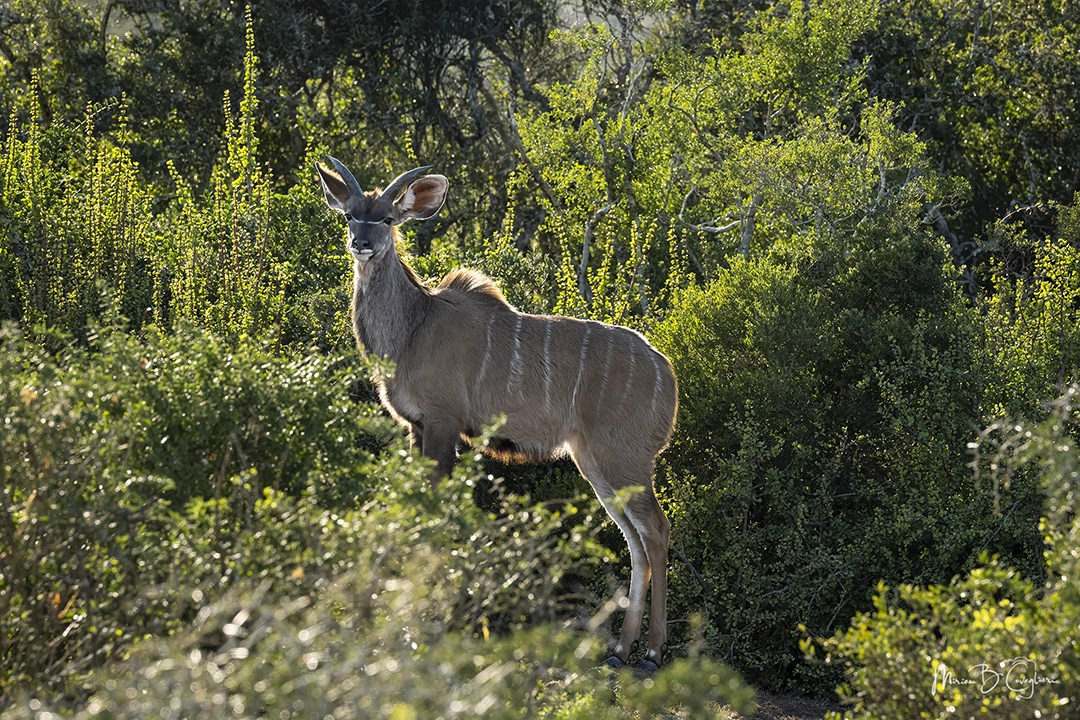 Kudu