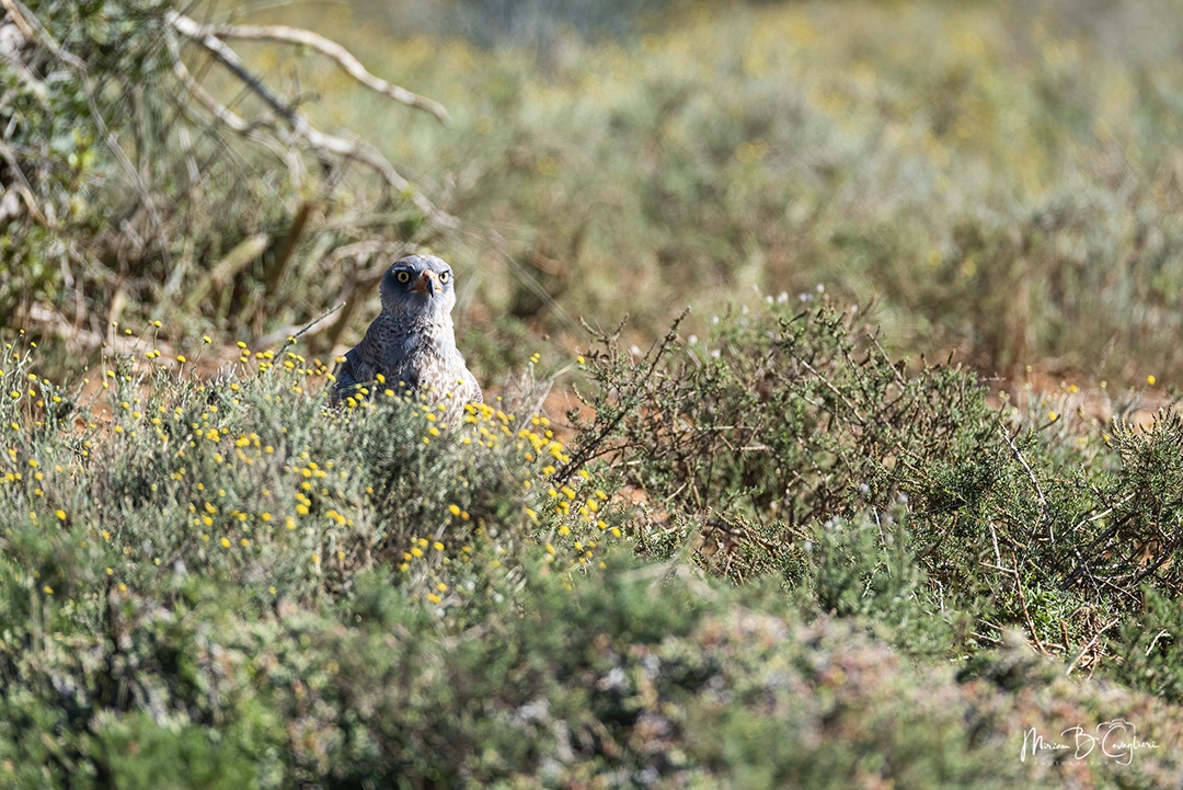 Dark chanting goshawk grappling with a prey he caught behind the bush