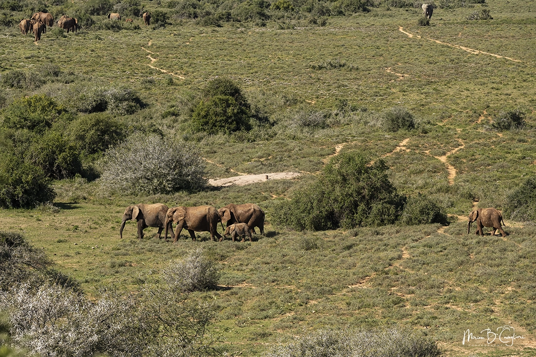 Elephants in the park