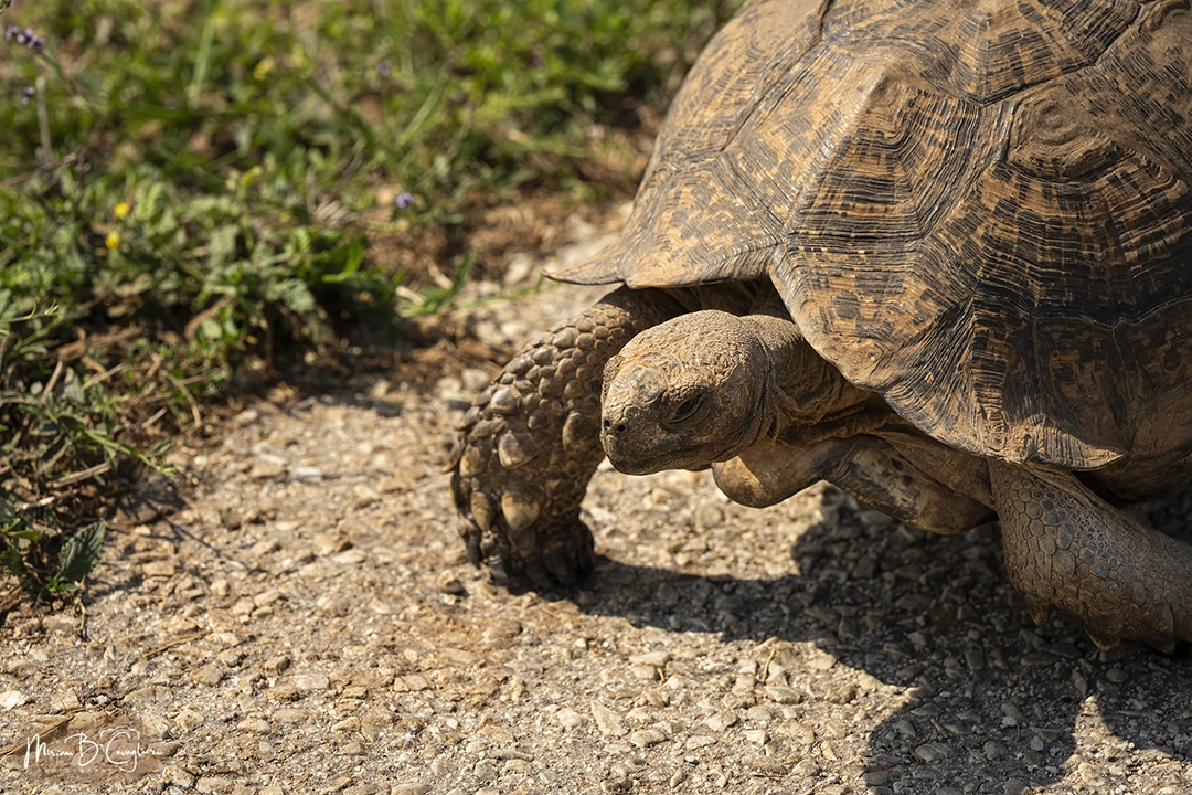 Leopard Tortoise
