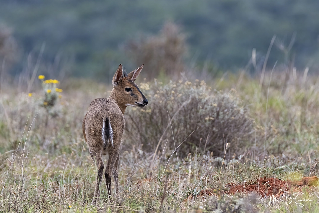 Addo Elephant National Park