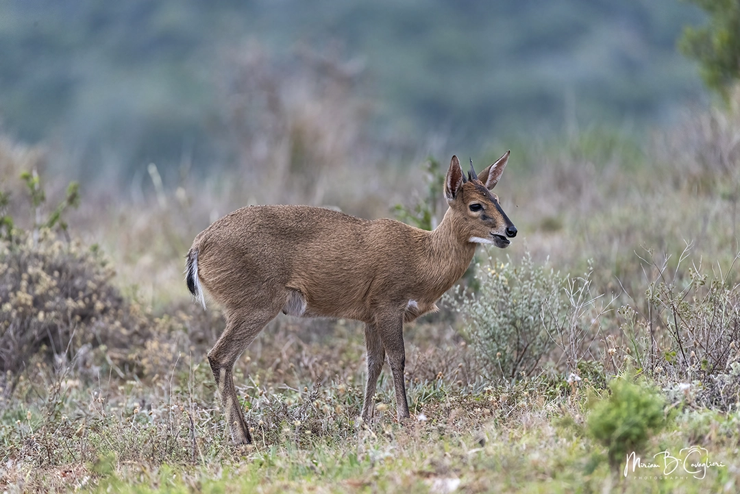 Duiker