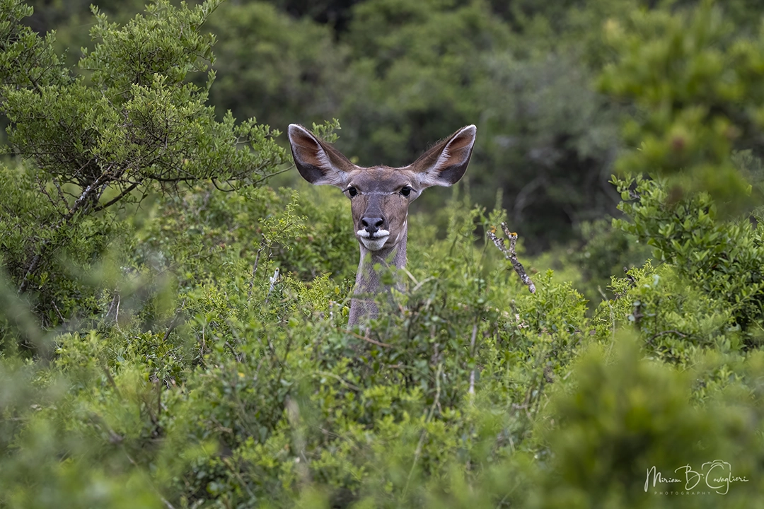 Kudu watching me