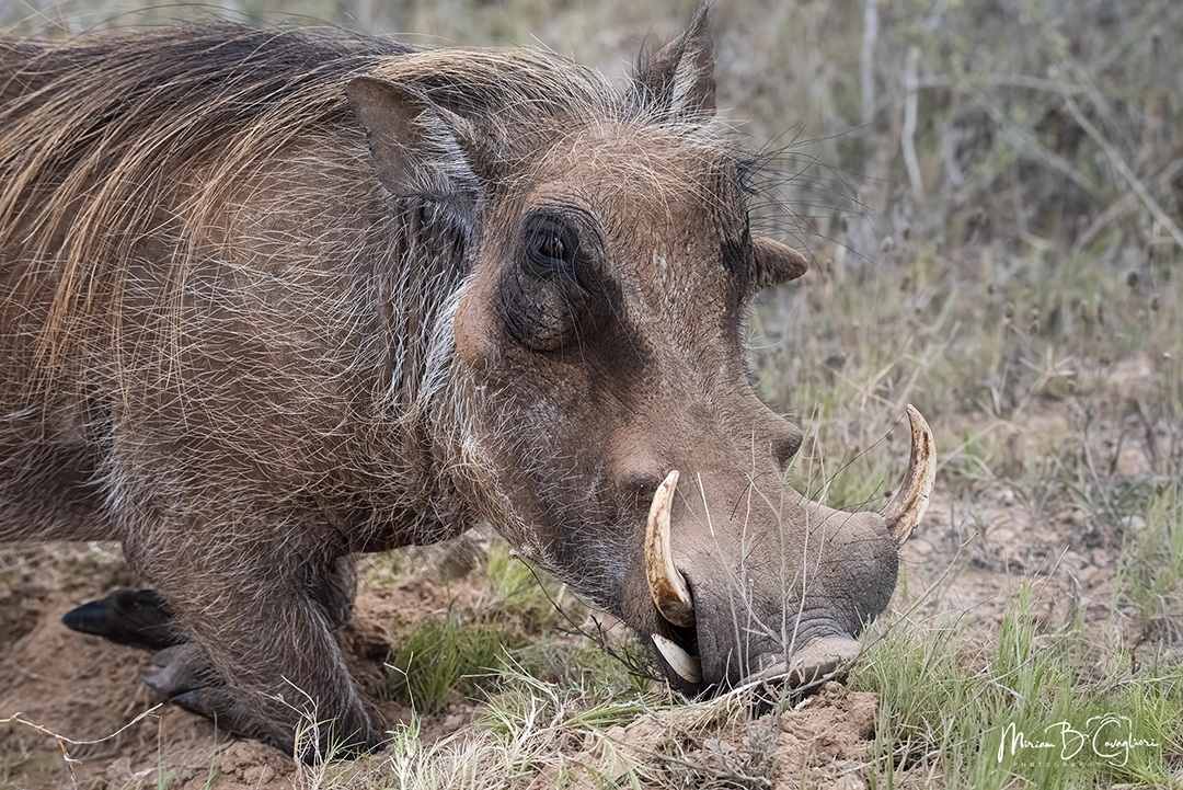 Warthog eating