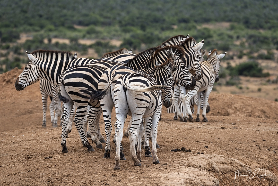 Zebra group