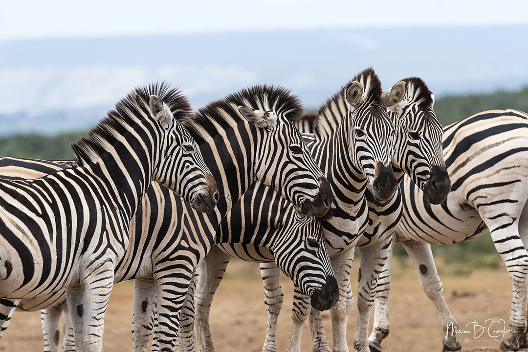Zebra group