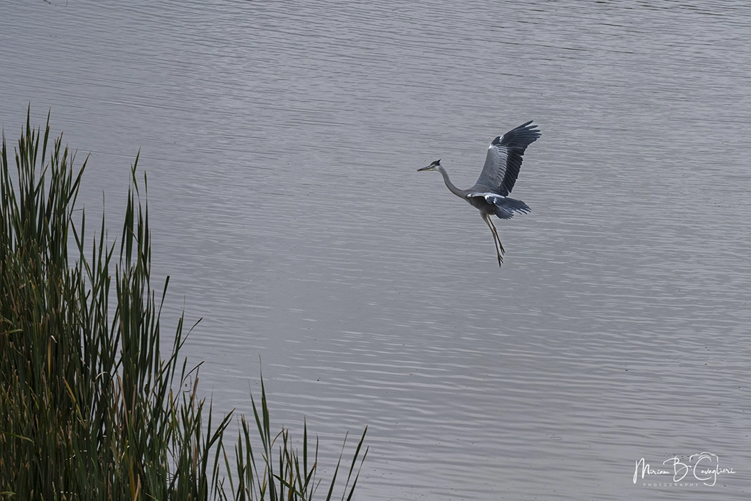 Grey heron
