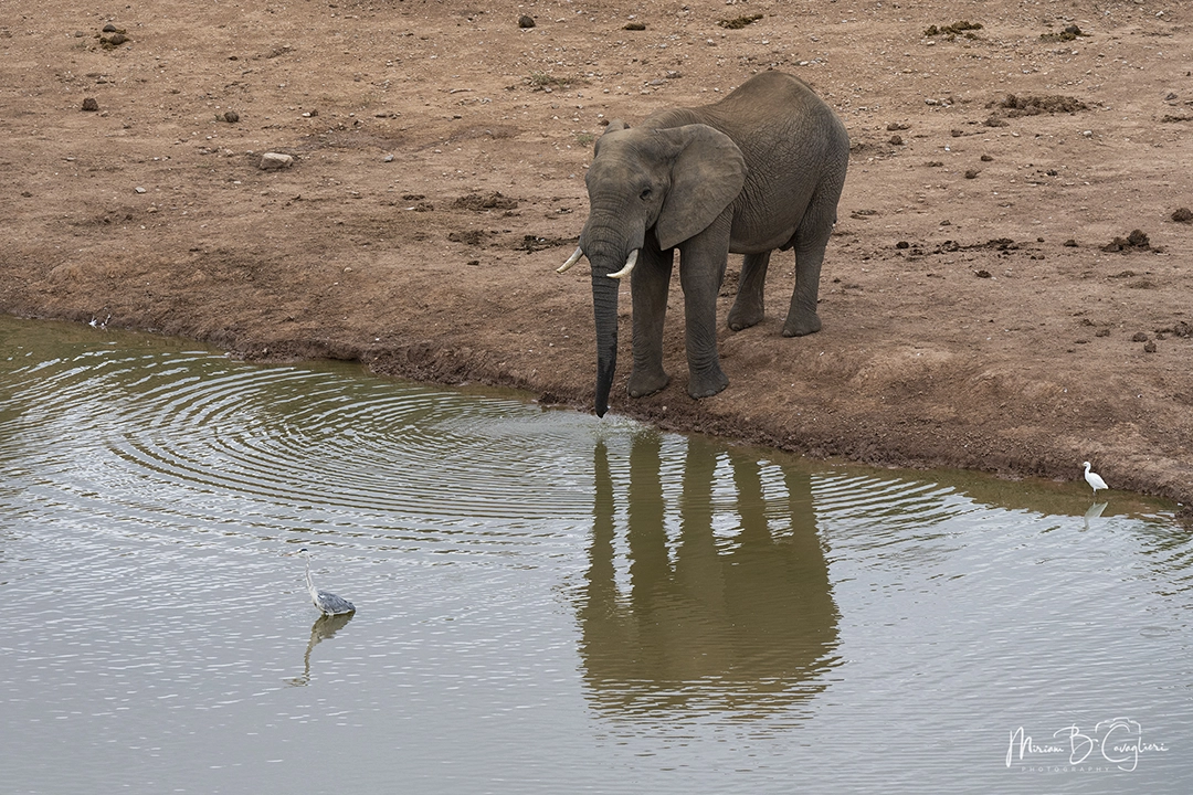 Elephants drinking at the dam
