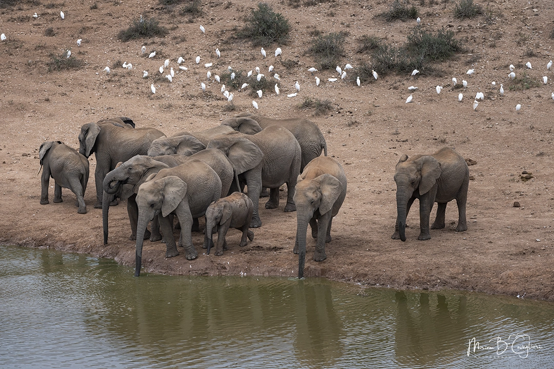 Elephant drinking at the dam