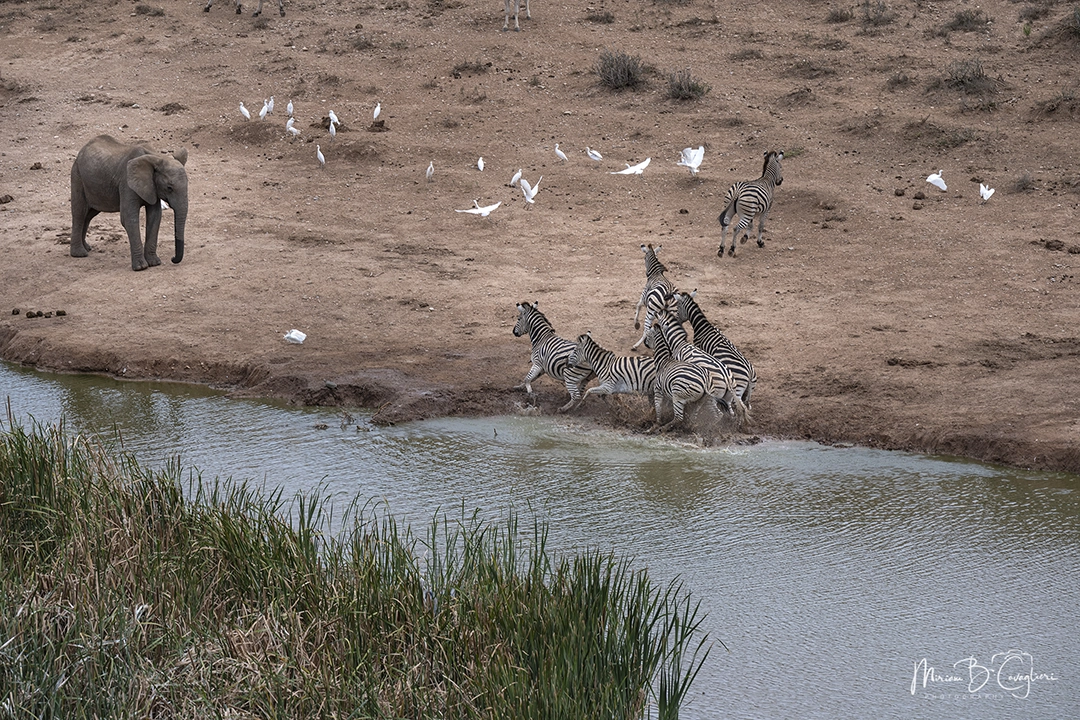 Elephants and zebras at the dam