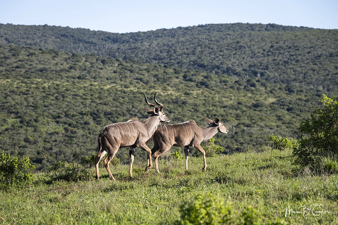 Kudu attempting to mate with a female