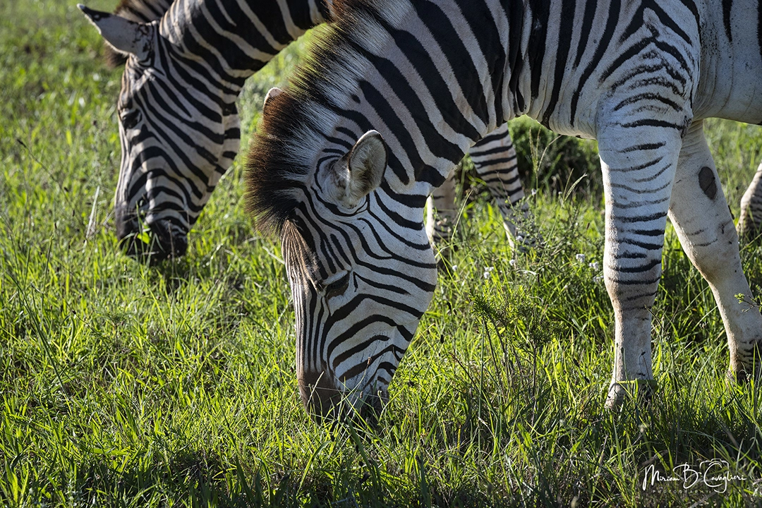 Zebras eating grass