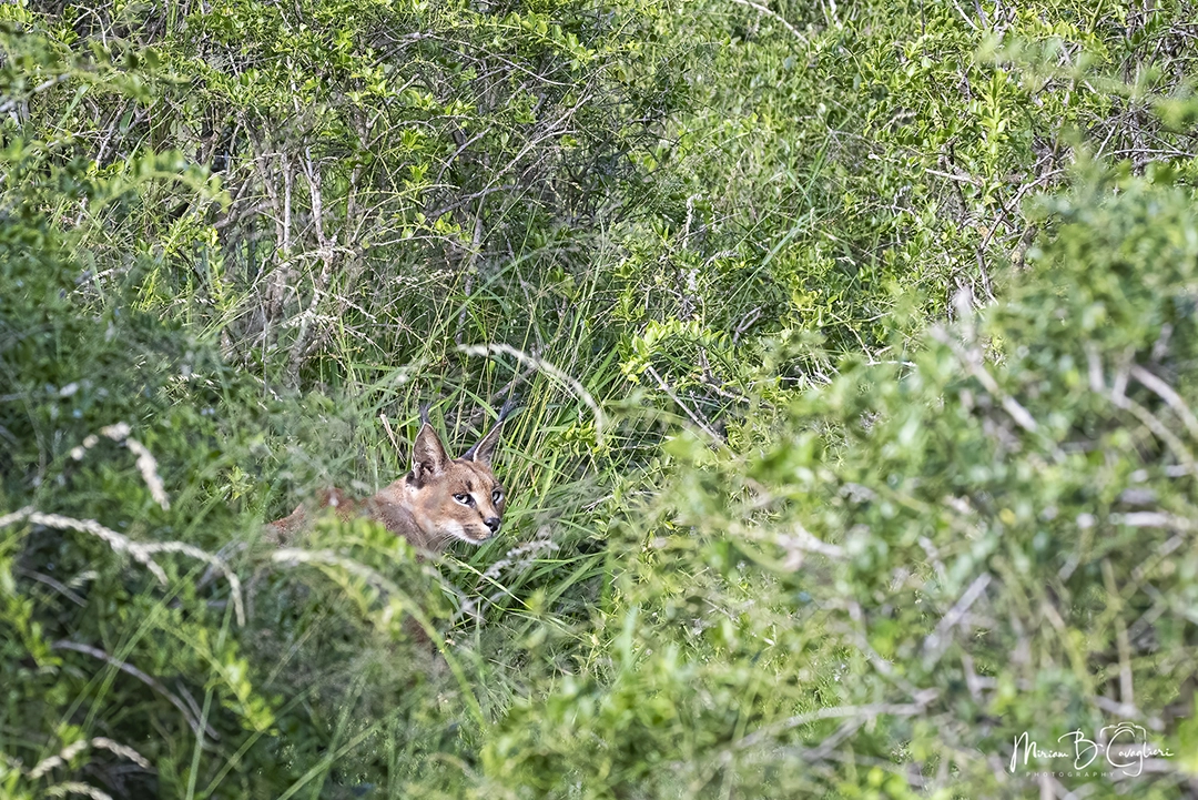 Addo Elephant National Park