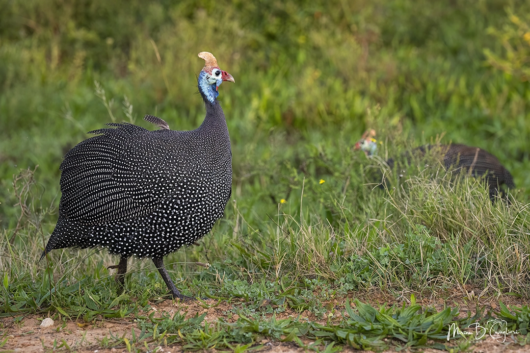 Guineafowl