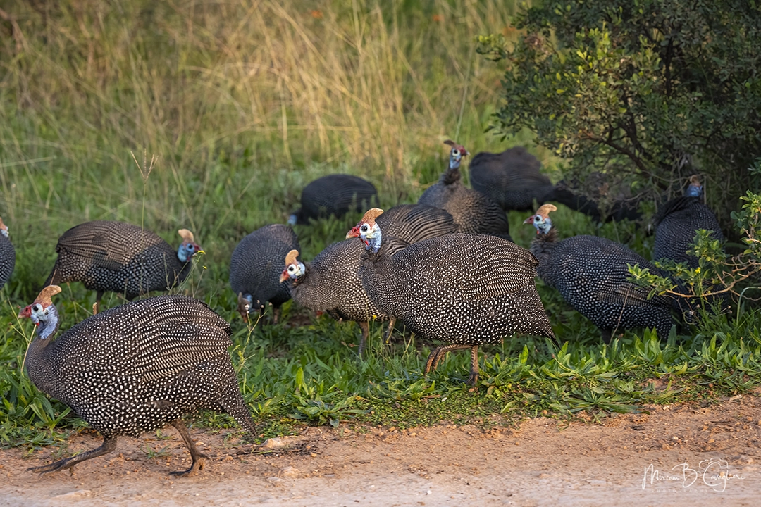 Guineafowl