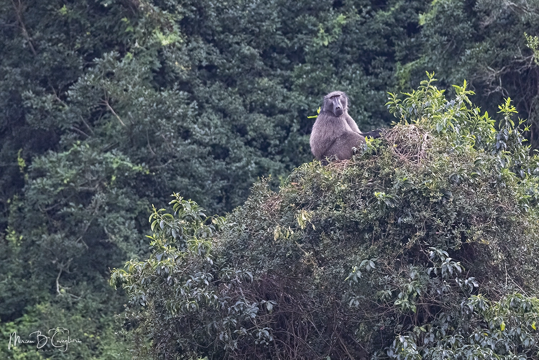 Baboon