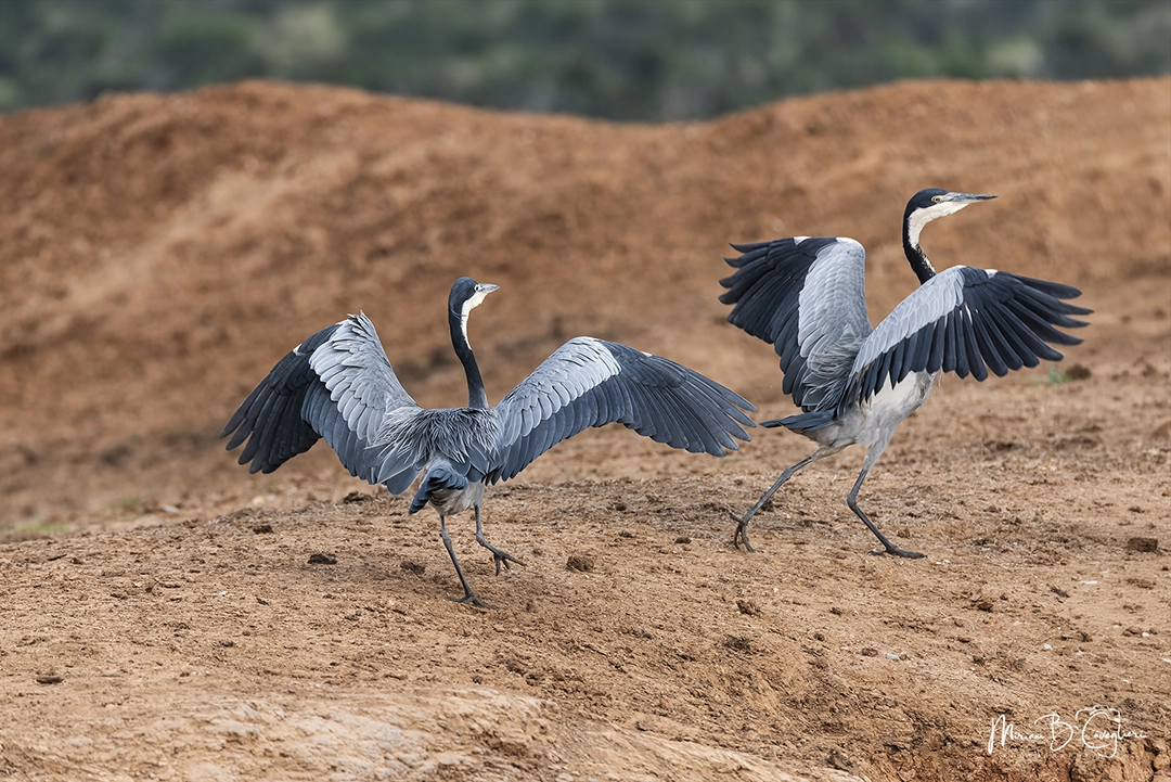 Black-headed heron discussing