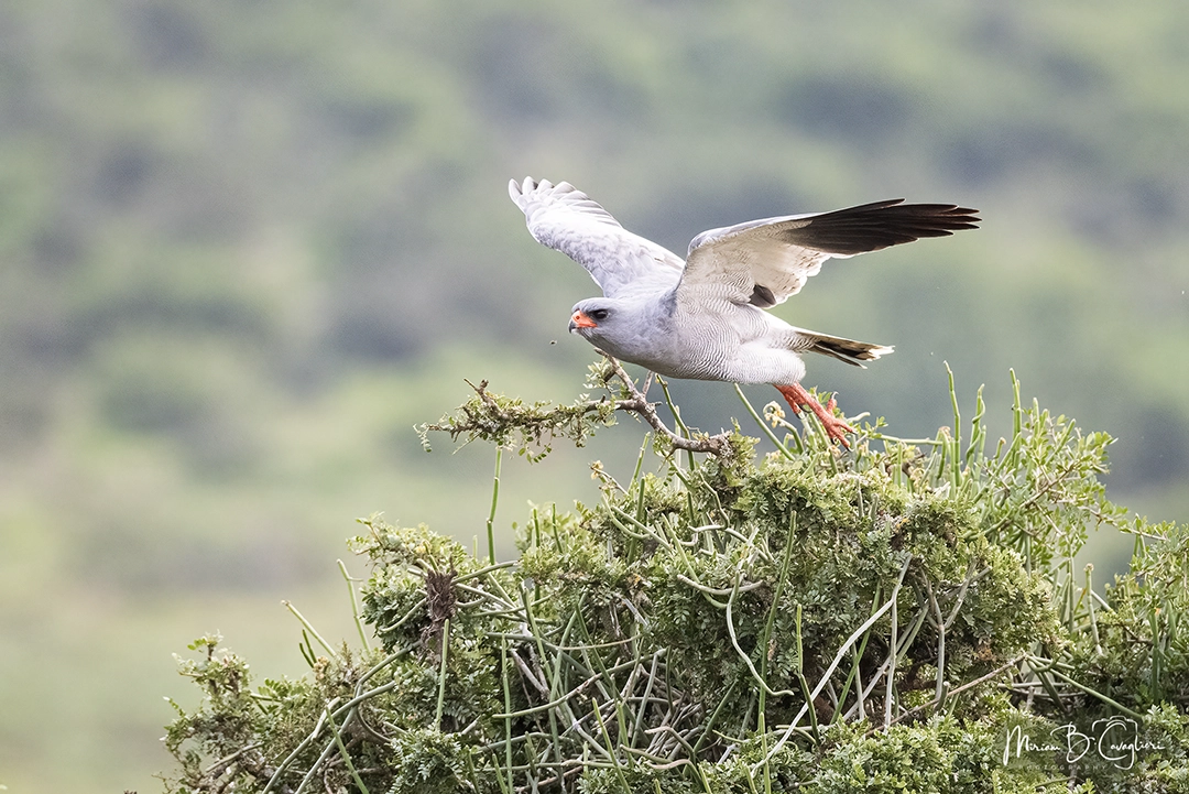 Dark Chanting Goshawk