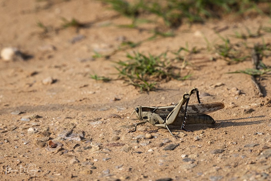 Brown locust