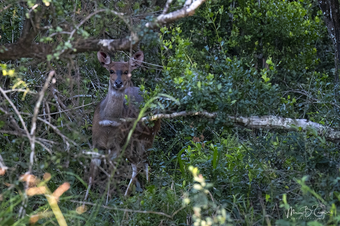 Duiker