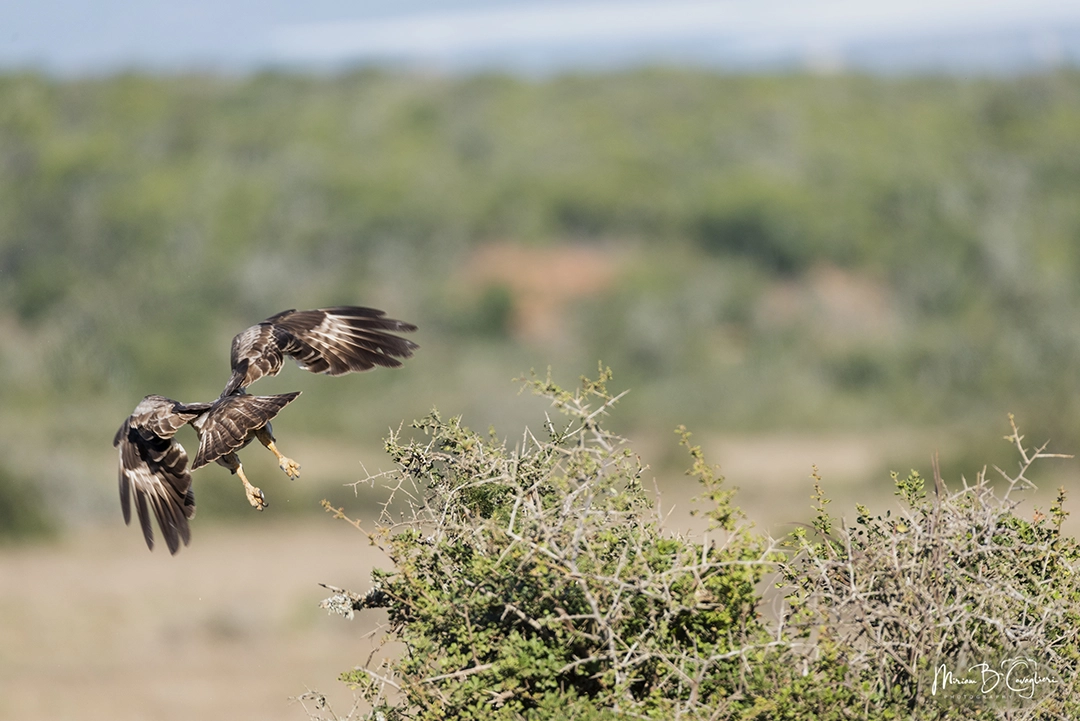 An eagle taking flight