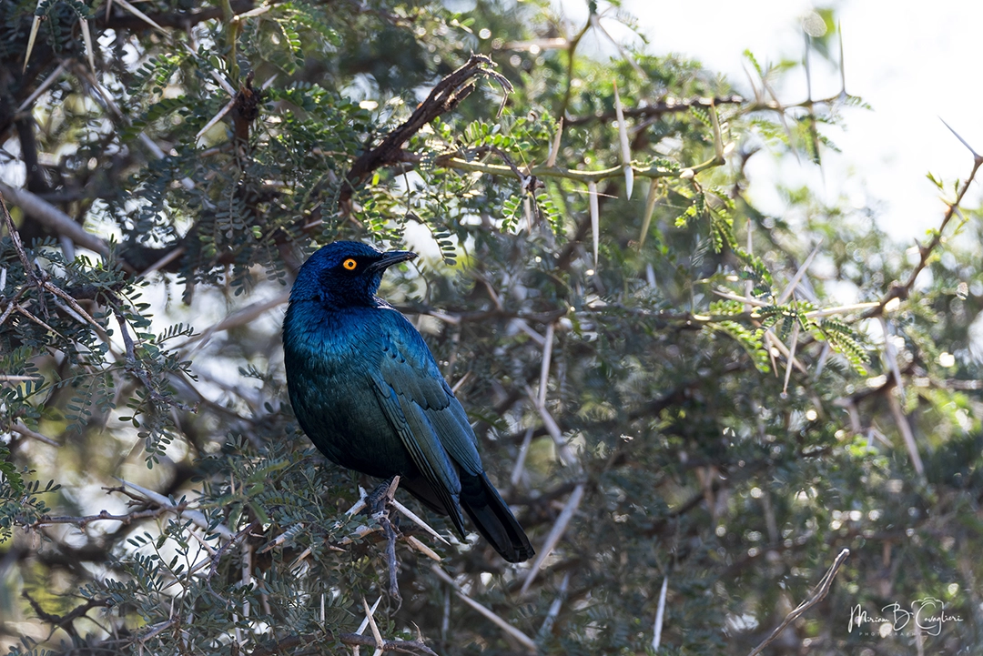 Black-bellied Starling