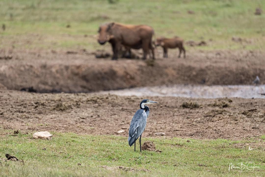 Black-headed Heron