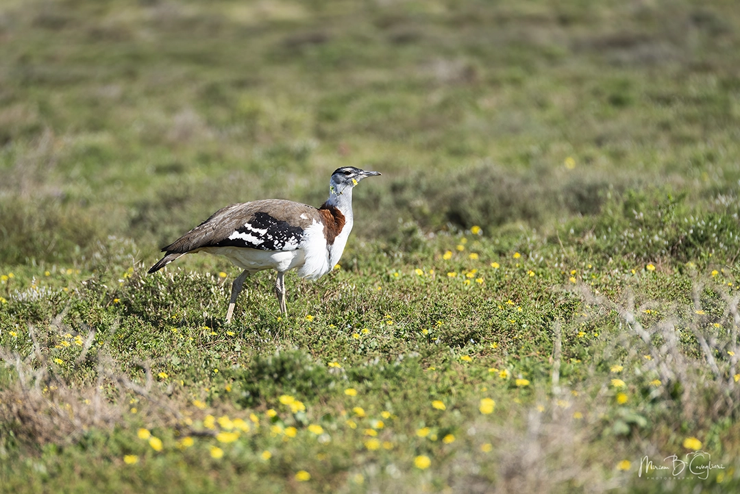 Denham's Bustard