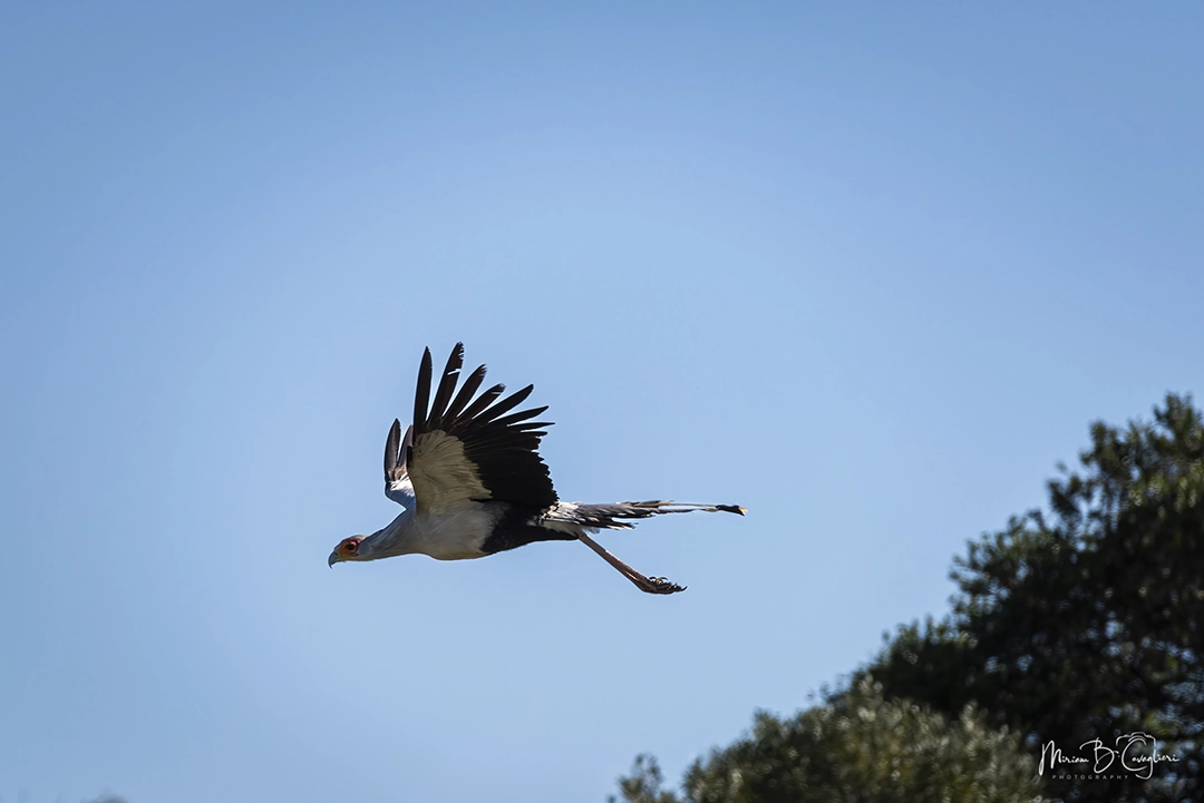 Secretary bird
