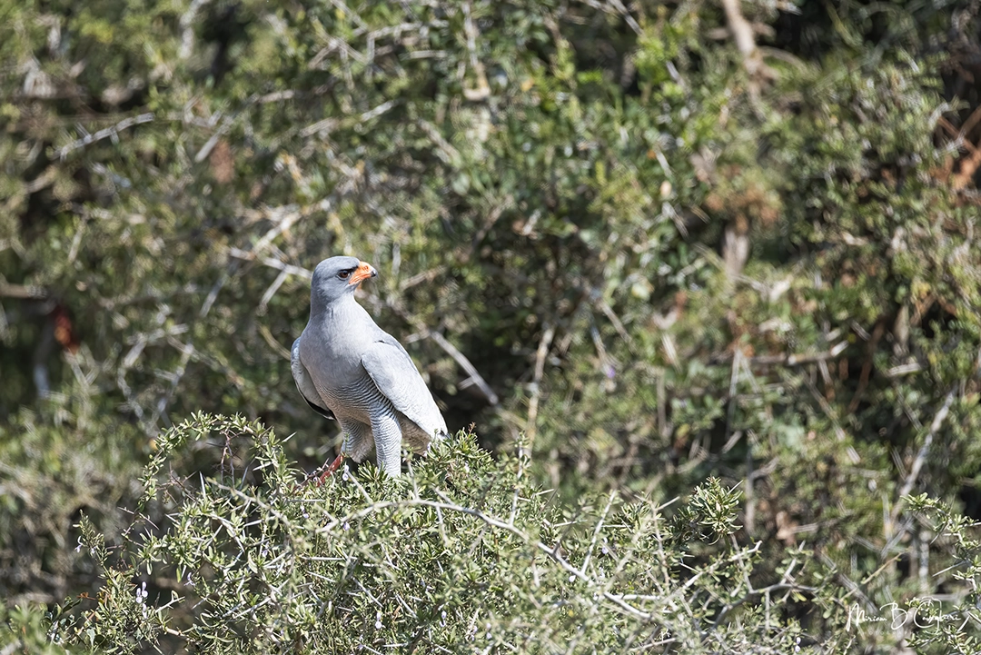 Dark Chanting Goshawk