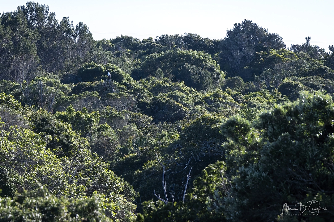 Eco Estate to the Beach