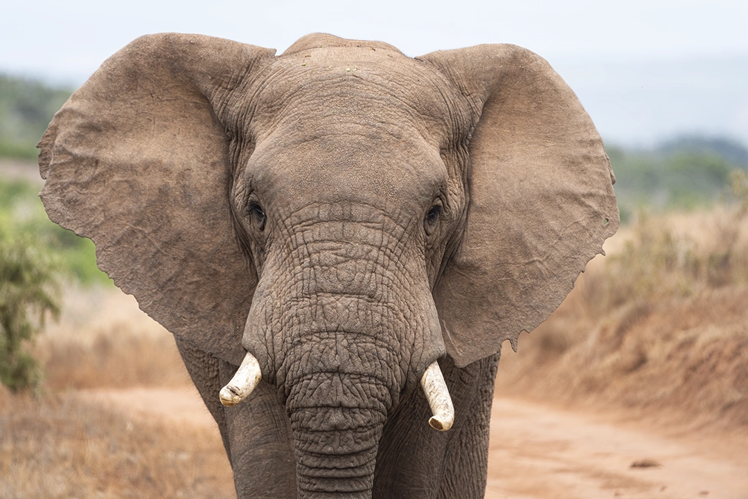 One of the many elephants from AENP