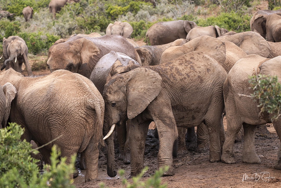 Big group of elephants at the pond