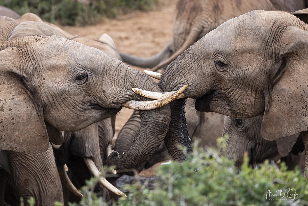Discussion among elephants