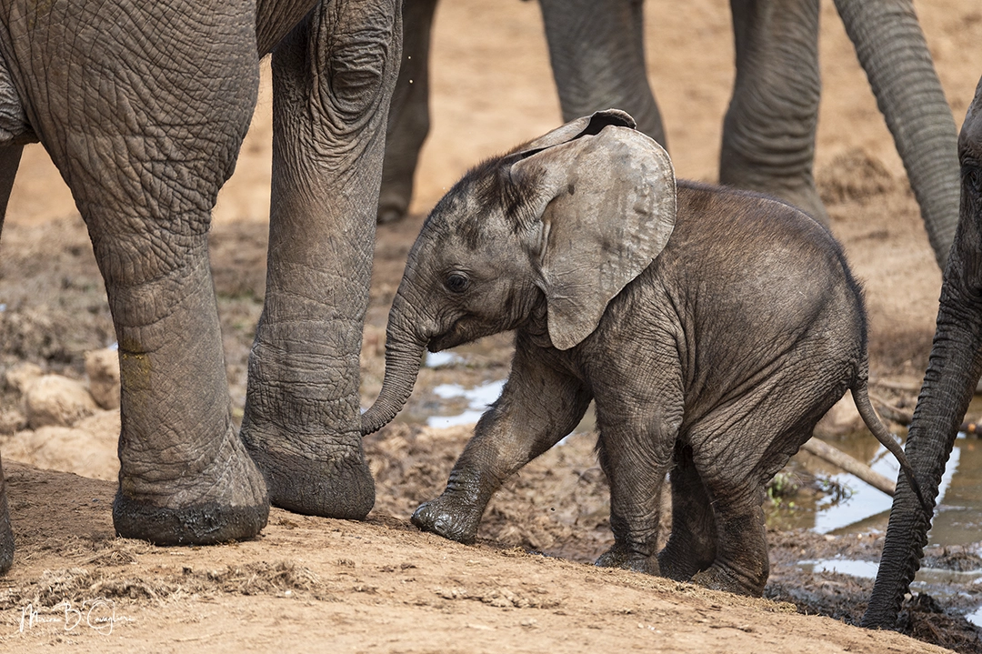 Baby Elephant protected by his mother