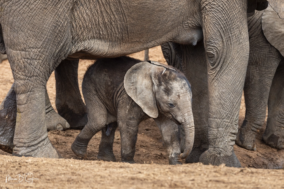 Baby elephants in AENP
