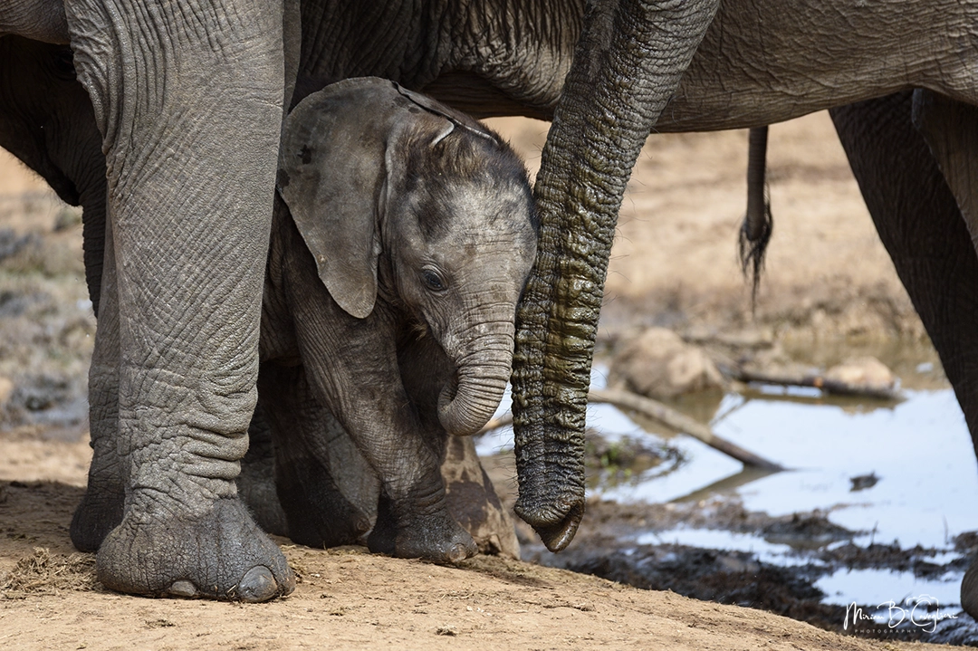 Baby Elephant at the pond