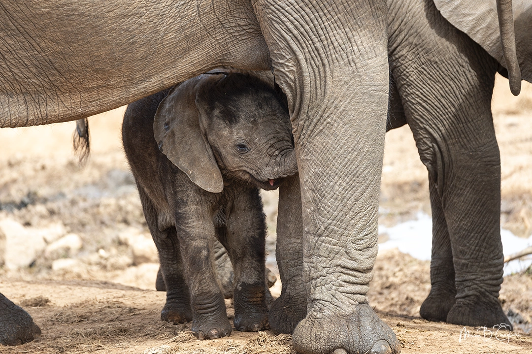 Small baby elephant