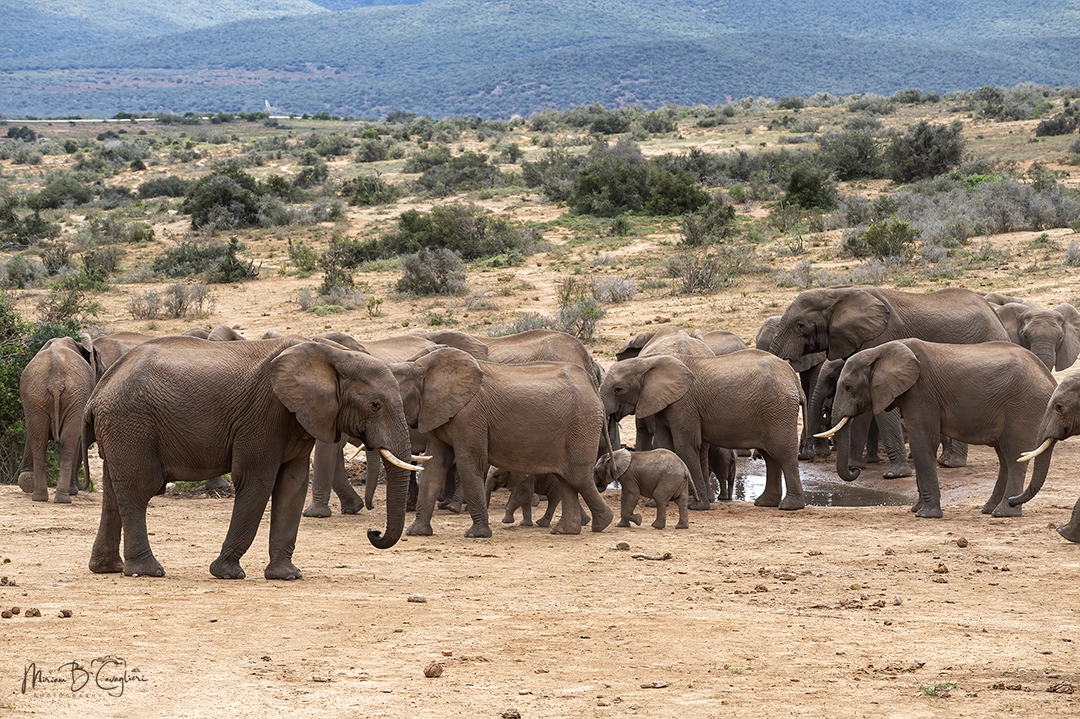 Big herd of elephants