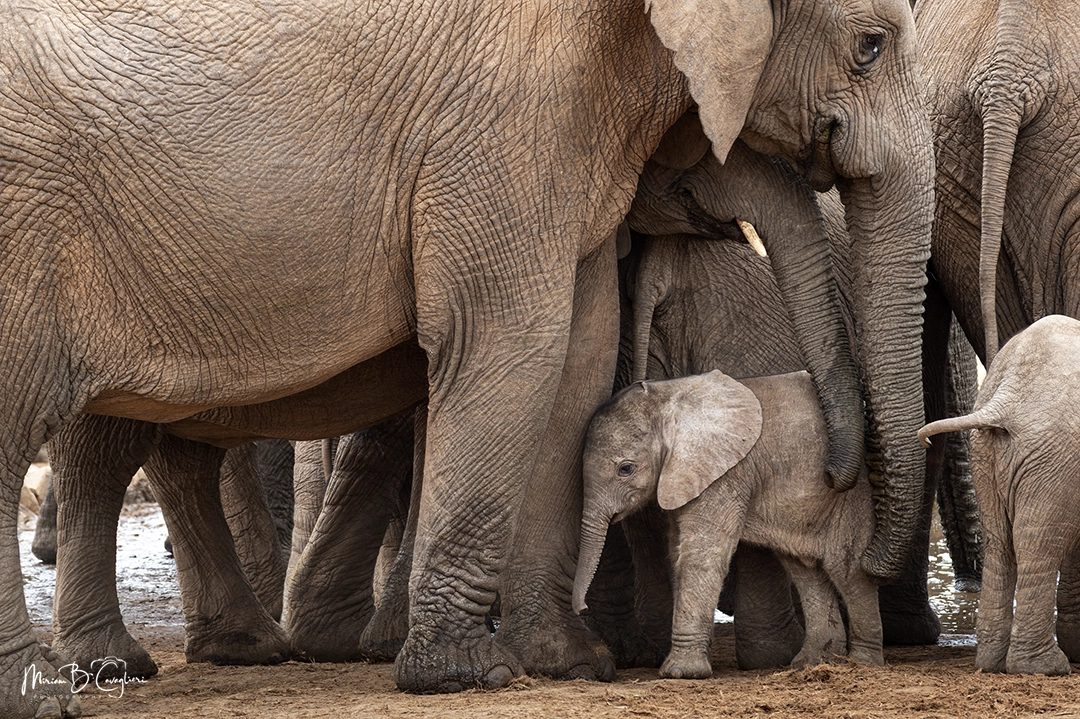 Very small baby elefant