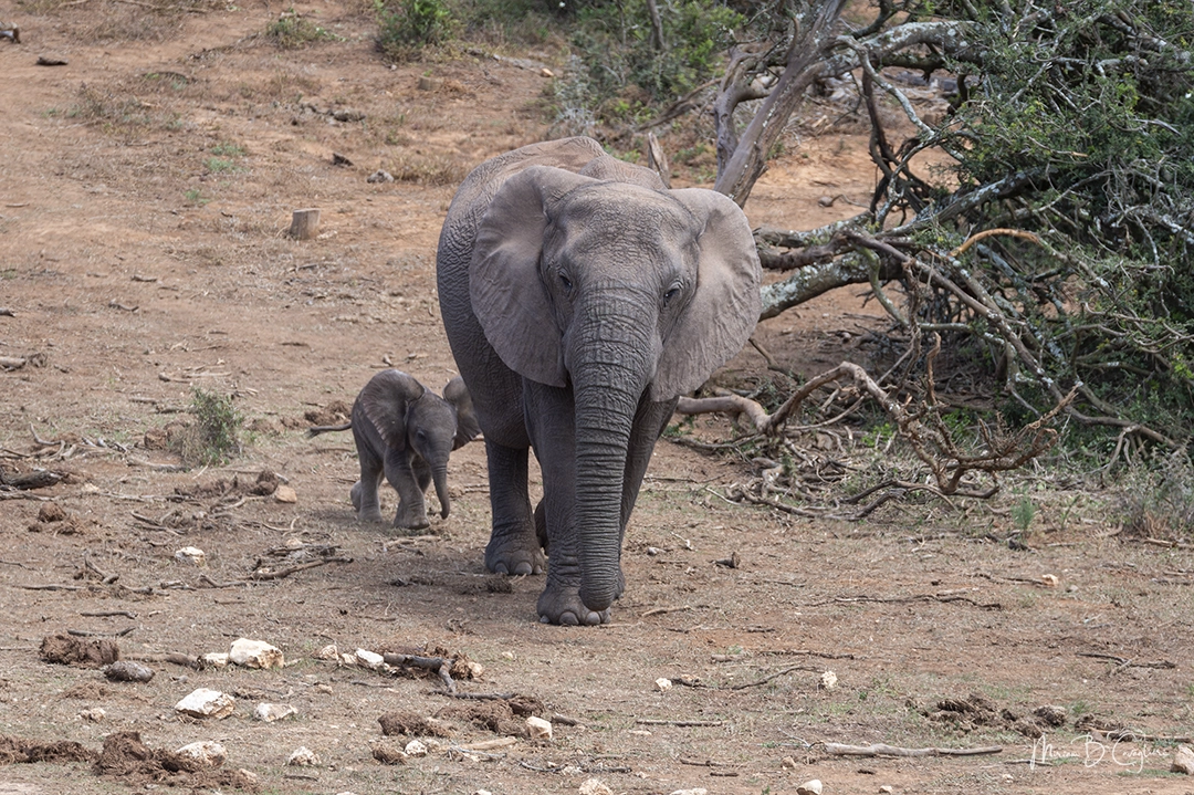 Baby elephant following its mother