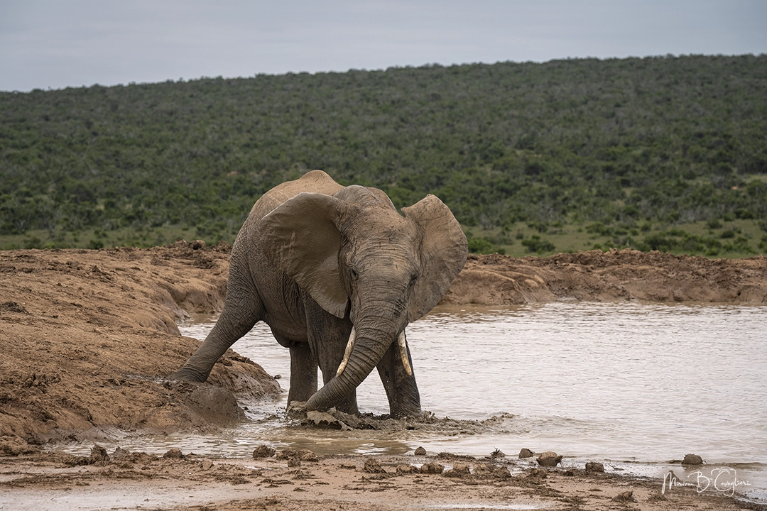 Elephant having fun at the pond