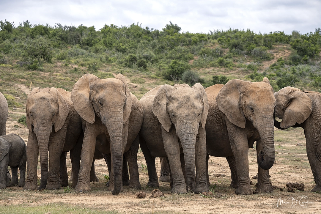 Elephant family at the pond